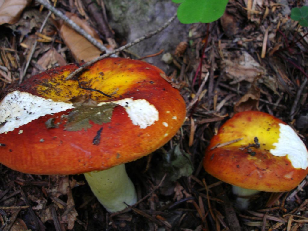 Russula aurea